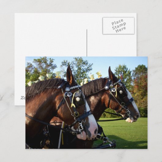 Clydesdale Horse Briefkaart (Voorkant / Achterkant)