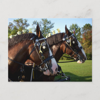 Clydesdale Horse Briefkaart