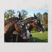 Clydesdale Horse Briefkaart (Voorkant)