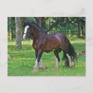 Clydesdale Horse Briefkaart