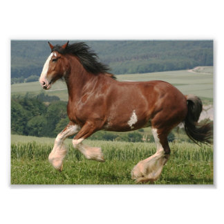 Clydesdale Horse Foto Afdruk