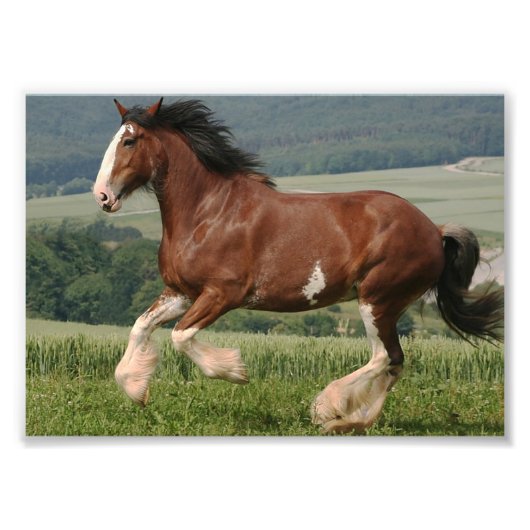 Clydesdale Horse Foto Afdruk (Voorkant)