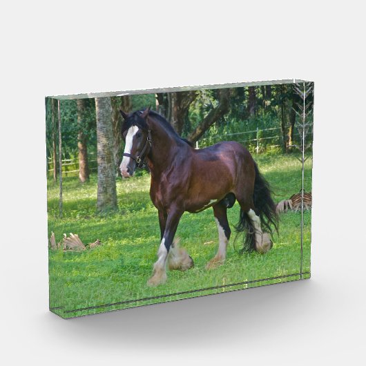 Clydesdale Horse Fotoblokken (Links)