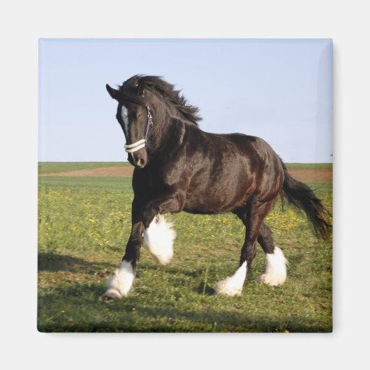 Clydesdale Horse Magneet (Voorkant)