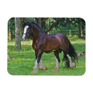 Clydesdale Horse Magneet