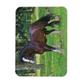 Clydesdale Horse Magneet (Verticaal)