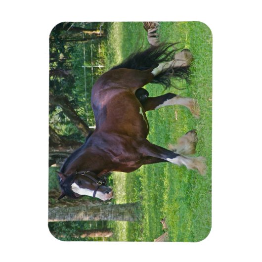 Clydesdale Horse Magneet (Verticaal)