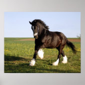Clydesdale Horse Poster (Voorkant)