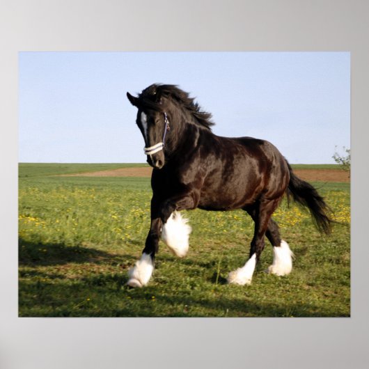 Clydesdale Horse Poster (Voorkant)