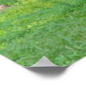 Clydesdale Horse Poster (Hoek)