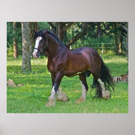 Clydesdale Horse Poster (Voorkant)