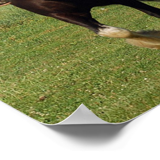 Clydesdale lopende afdruk poster (Hoek)
