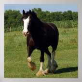 Clydesdale lopende afdruk poster (Voorkant)