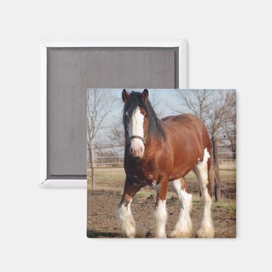 Clydesdale magneet (Voorkant / Achterkant)