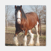 Clydesdale magneet (Voorkant)