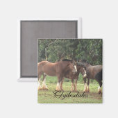 Clydesdale Magnet (Voorkant / Achterkant)
