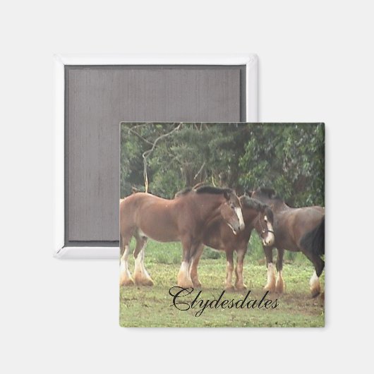 Clydesdale Magnet (Voorkant / Achterkant)
