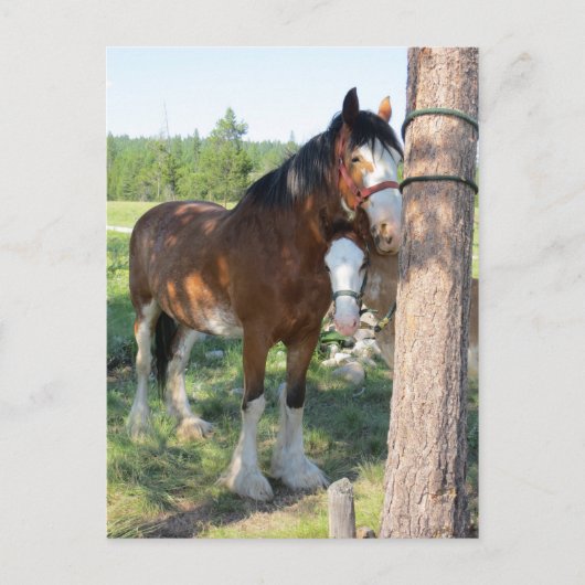 Clydesdale Mama en Baby Briefkaart (Voorkant)