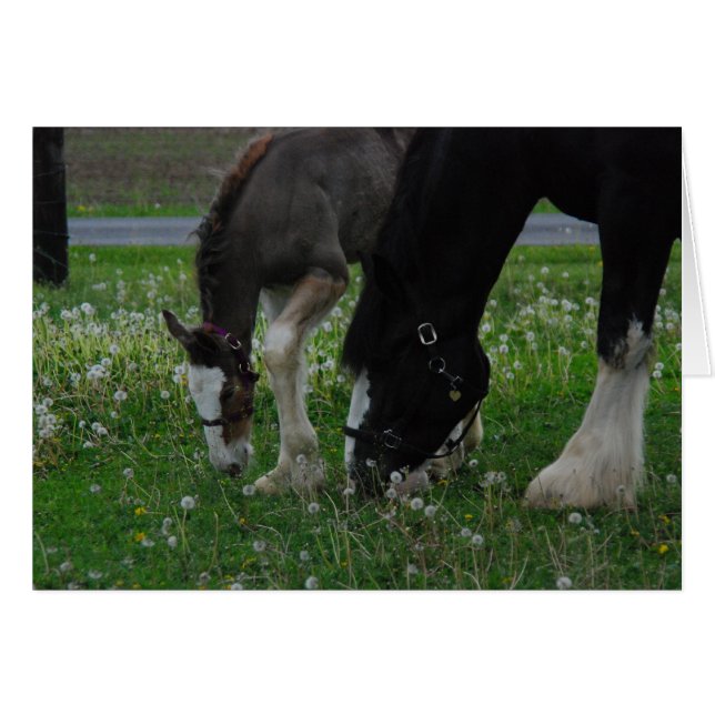 Clydesdale Mare & Colt (Voorkant Horizontaal)