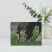 Clydesdale Mare & Colt Briefkaart (Staand voorkant)