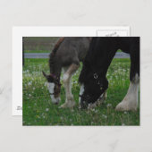 Clydesdale Mare & Colt Briefkaart (Voorkant / Achterkant)