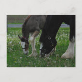 Clydesdale Mare & Colt Briefkaart (Voorkant)