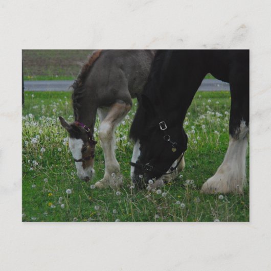 Clydesdale Mare & Colt Briefkaart (Voorkant)
