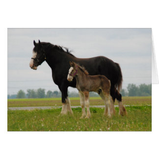 clydesdale mare en filly