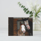 Clydesdale mare en filly briefkaart (Staand voorkant)