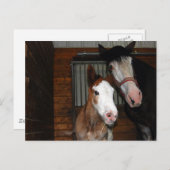 Clydesdale mare en filly briefkaart (Voorkant / Achterkant)