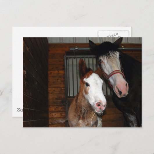 Clydesdale mare en filly briefkaart (Voorkant / Achterkant)