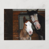 Clydesdale mare en filly briefkaart (Voorkant)