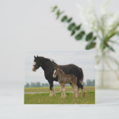 clydesdale merrie en merrieveulen briefkaart (Staand voorkant)