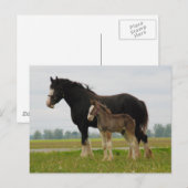 clydesdale merrie en merrieveulen briefkaart (Voorkant / Achterkant)