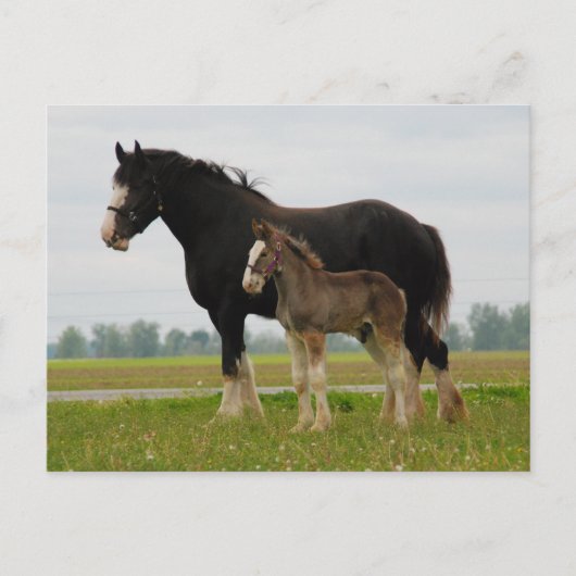 clydesdale merrie en merrieveulen briefkaart (Voorkant)