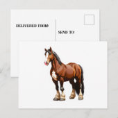 Clydesdale paard briefkaart (Voorkant / Achterkant)