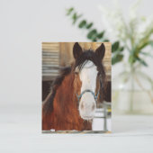 Clydesdale paard briefkaart (Staand voorkant)