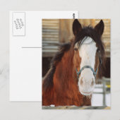 Clydesdale paard briefkaart (Voorkant / Achterkant)