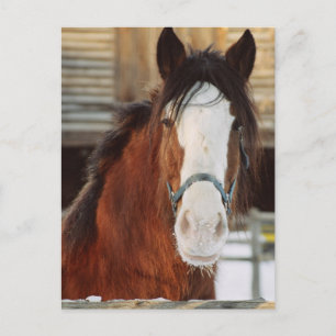 Clydesdale paard briefkaart