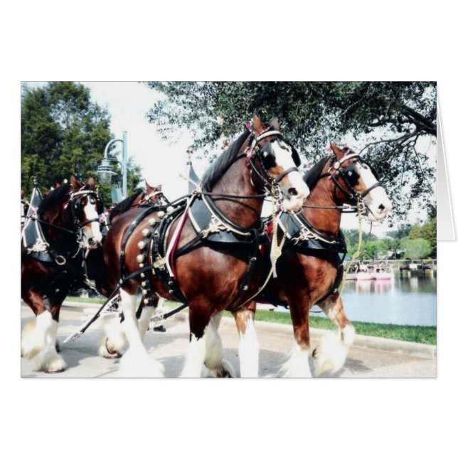 Clydesdale paarden (Voorkant Horizontaal)