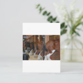 Clydesdale paarden briefkaart (Staand voorkant)