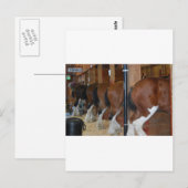 Clydesdale paarden briefkaart (Voorkant / Achterkant)