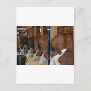 Clydesdale paarden briefkaart