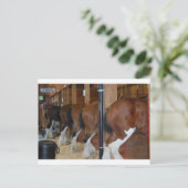 Clydesdale paarden briefkaart (Staand voorkant)