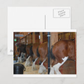 Clydesdale paarden briefkaart (Voorkant / Achterkant)