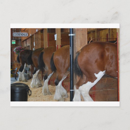 Clydesdale paarden briefkaart (Voorkant)