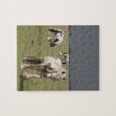 Clydesdale paarden in een veld, Northumberland, Legpuzzel (Horizontaal)