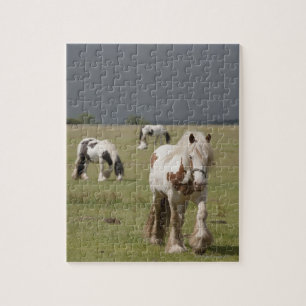 Clydesdale paarden in een veld, Northumberland, Legpuzzel