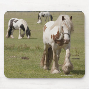 Clydesdale paarden in een veld, Northumberland, Muismat