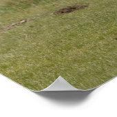 Clydesdale paarden in een veld, Northumberland, Poster (Hoek)